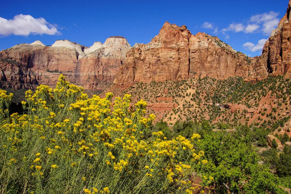 wildflowers in Zion national park